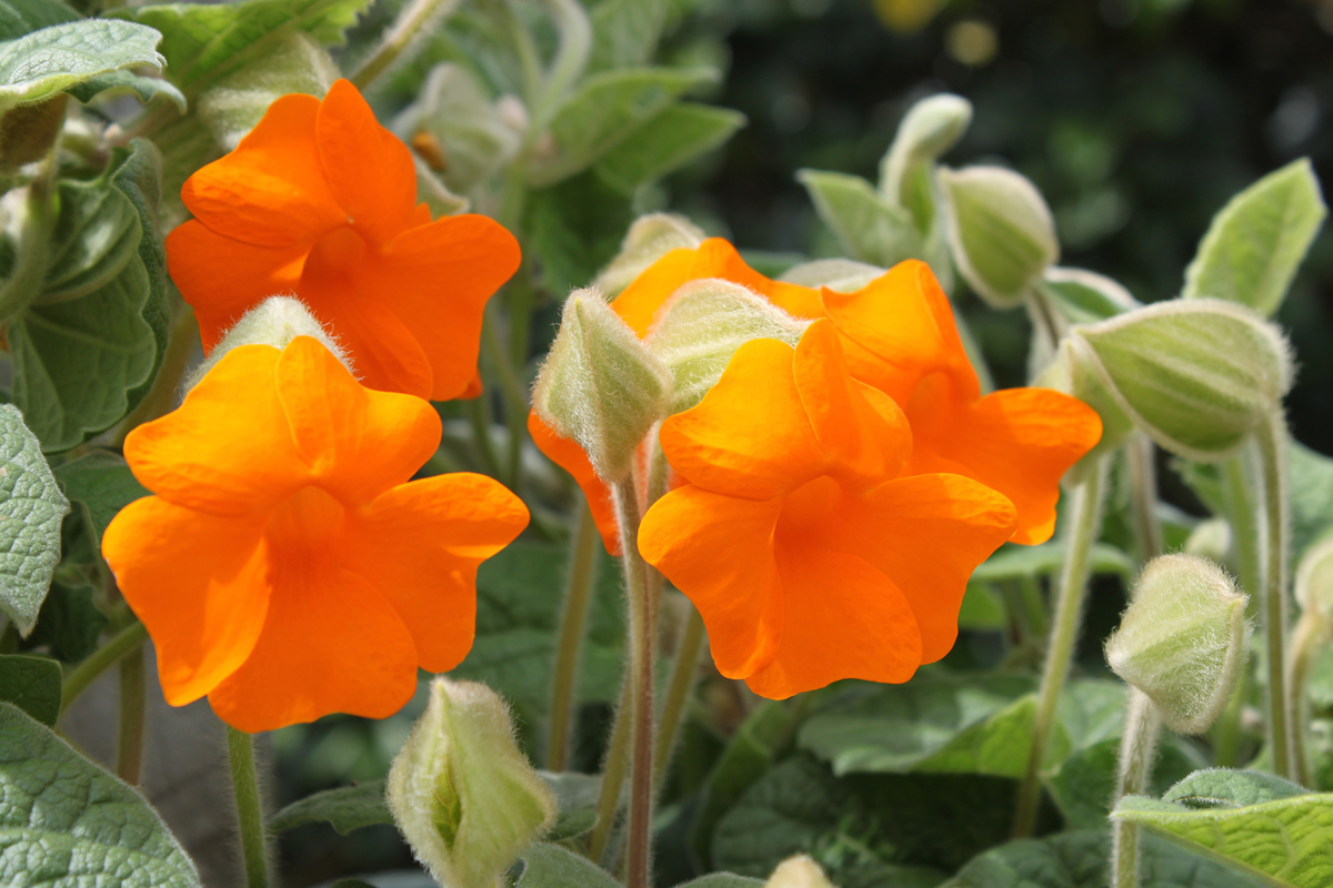 Thunbergia gregorii (3).jpg